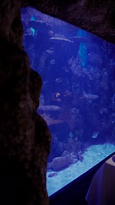 110K views · 373 reactions | Surprise your Valentine with a night to remember ❤️ A romantic dinner at the aquarium, surrounded by stunning marine life. Don’t miss out | Malta National Aquarium | Facebook