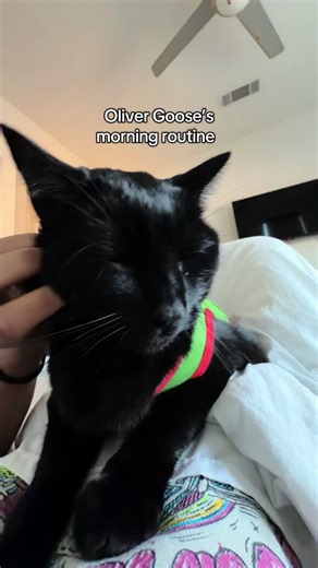 Mr. Goose's Morning Routine with a New Shirt