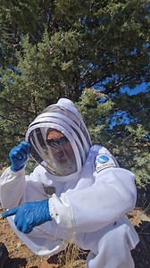 Africanized honey bees are a non‑native, invasive strain of Apis mellifera that can disrupt pollinator communities, alter plant reproduction, and increase risks to wildlife and people across the Americas. Their impacts on native bees are strongest through competition for food and nesting sites, disease and parasite transmission, and the way dense, aggressive colonies reshape which plants get pollinated. Africanized bees originated as hybrids between African and European honey bees released in Br