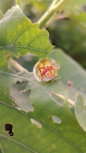 A Shiny Golden Bug in the Wild 🌿 #Shorts #GoldenBug #MacroNature #YumnaVillage #natureshorts