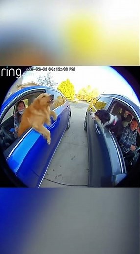 Two Dogs in Separate Cars Have the Funniest Conversation Ever (Caught on Ring Camera)