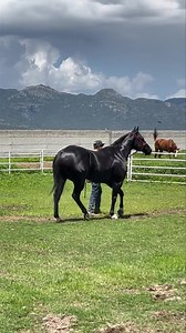 Hermoso el Sr Huracán 😎 a defender los colores de los Arados 🙏🏼💪🏽🐎 Una muestra del trabajo de todo el equipo Estamos orgullosos de ti mi Huracán 💪🏽 | Cuadra Arados
