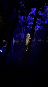 4.7K views · 110 reactions | {SMILE} If you have tickets to The Enchanted Garden @ Roma Street Parkland… you’re in for a treat!! | Families Magazine - Brisbane | Facebook