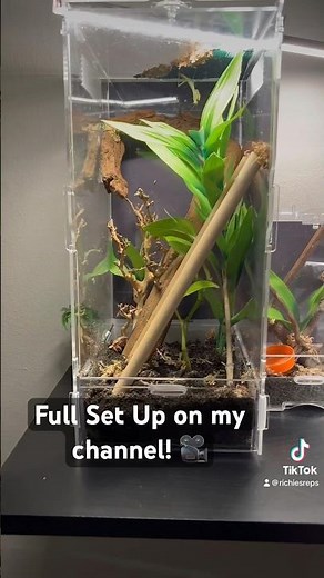 QUICK & EASY Praying Mantis Set Up!