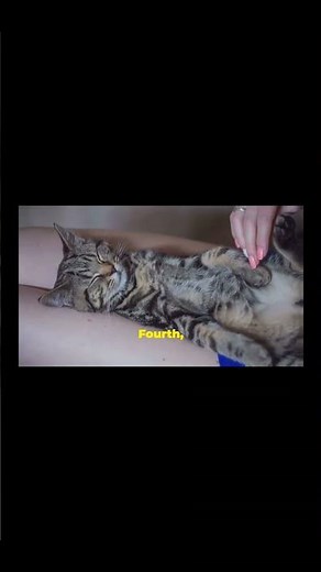 5 Types of Cats You Need to Know About.