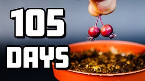 From fridge to life: Watch this crabapple tree grow (time-lapse)