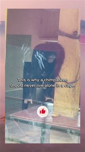 Never leave a chimpanzee alone in a cage