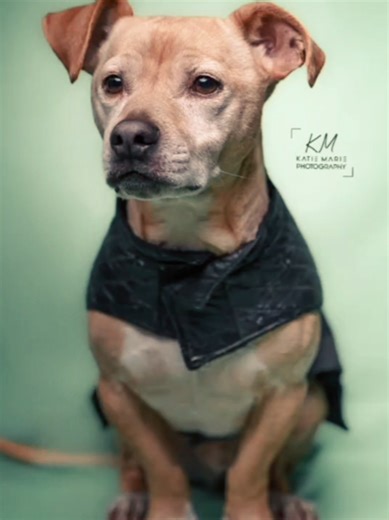 in YOUR home pet studio sessions now available!! so excited to offer this and my boys were super fun to use as models for this. #pets #photographer #petphotography #upstateny #studiophotography