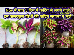Nov में मात्र 5 दिन में कटिंग से लगने वाले इन कलरफुल पौधों की कटिंग लगाना न भूलें .
