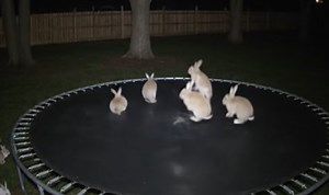 The Internet Was Completely Bamboozled By AI-Generated Video Of Bunnies Jumping On Trampoline | Whiskey Riff