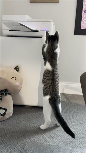 My cat thinks our printer is a living creature #猫 #cat #funnycats #移民經歷