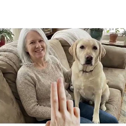 Is your Labrador's bad behavior driving you crazy? #dogbehavior #dogtrainingtips #labrador
