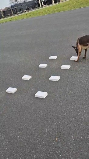 Poranny nosework Rayki  #psiasfera #pies #psy #treningzpsem #zrozumieniepsa #relacjazpsem #nosework | Psia Sfera | Facebook