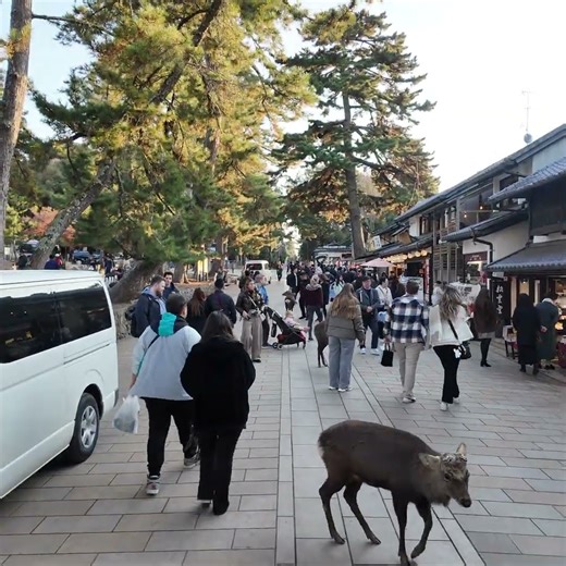 東大寺参道散策 #旅行 #文化財 #奈良公園 #travel