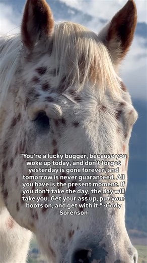 LES Haven Ranch on Instagram: "January 17th, outlaws previous owner, Cody passed away trying to tend to his herd in extreme cold weather surpassing -40 degrees (t). Cody loved his horse Outlaw to the core, even without his sight, he did everything he could for him. During this month, we are doing a feed fundraiser for Outlaw and his horse best/girl friend, Hope (the two seniors in this video) As they require the most feed to keep weight on throughout winter! It's $30 per bag and we can use all t