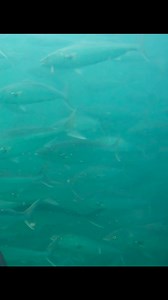 30K views · 279 reactions | The salmon are back in Merimbula lake in force..Today schools of salmon of over 100 yards long were laying in the channel on the east side of the bridge. With other schools feeding in the upper lake with big tailor. Incredible lake fishing at the moment. | Trapman Australia | Facebook