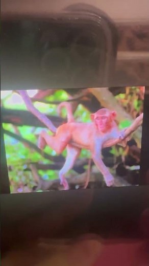 Baby Einstein World Animals DVD 2004