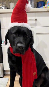 117K views · 6.6K reactions | Santaaaaaaahhhh 六‍ | Fairfax Pines Labrador Retrievers | Facebook