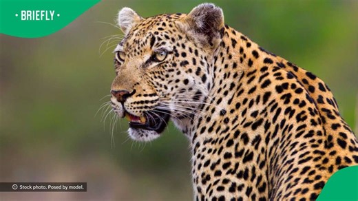 Leopard chases woman and catches her as gunshots echo in city