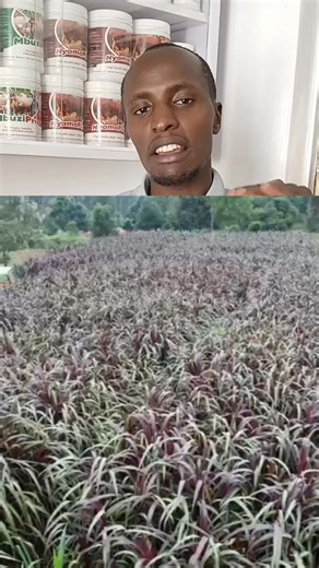 4.3K views · 81 reactions | Australian Red Napier Grass a hybrid...