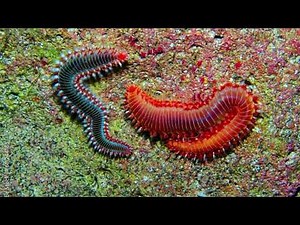 Polychaeta Worms