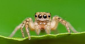 Robeco Biodiversity Equities | Robeco Global