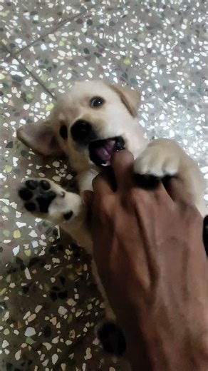 Cute labrador puppy sound puppy barking sound dog sound#puppy #sound #cute #dog #labrador
