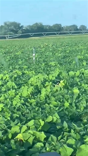 105K views · 267 reactions | It's OPEN SEASON for weeds and our BOTONY autonomous robot is taking charge in this Organic Missouri Soybean field! Let's goooo!  #greenfieldrobotics #BOTONY #organic #soybeans #farming #agriculture #robots #AI #Missouri #soybeans | Greenfield Robotics | Facebook