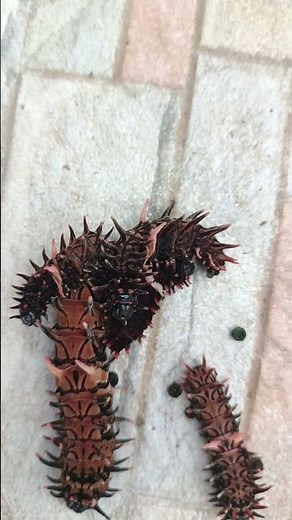 Worms on My Fruit Tree 🐛🍃 | Protecting Our Farm Fruits Naturally