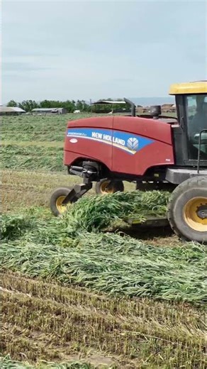 APB 308 Triticale turning some heads #claas #farming #seed #triticale