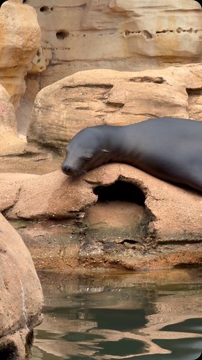 12K views · 419 reactions | How satisfying is this?  Once a year...