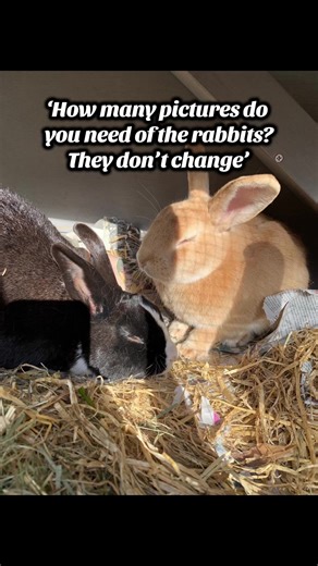 Adorable Bunny Photos: Capturing Cute Moments