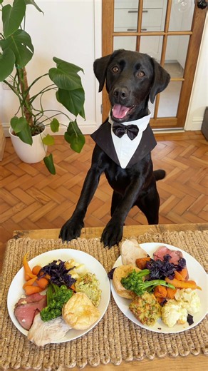Why We Love Our Pets So Much.. We Spend 2 Hours Cooking A Roast For Root And Her Sister Nala #petlove #dogappreciation #animalbond #petstory #labrador