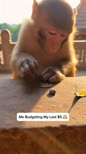 Baby Monkey Trying To Do Math With A Leaf Is Too Pure 🥺