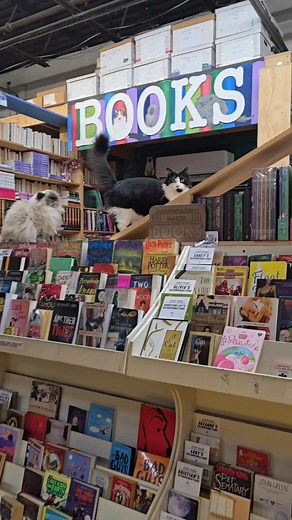 11K views · 563 reactions | Watch closely as Queen Annika offers to teach the Dread Pirate Nash the meaning of Personal Space. #HimalyanCat #QueenAnnika #TuxedoCat #BookstoreCat | Cupboard Maker Books | Facebook