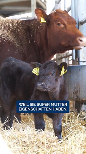 Anzeige - Warum die Rasse “Angus”? 🐮 Für Leonie hat die Rasse super Muttereigenschaften, sie sind dabei sehr ruhig und haben eine 1A Fleischqualität. 😊 Das passt optimal zu ihren Anforderungen und hat sich daher als Rasse für den Betrieb bewährt. Welche Rassen haltet ihr und warum?🤔 #landwirtschaft #landwirtin #rindermast #rinderhaltung #fleischrinder #angus #kuhfuetterung #fütterung #salvana #salvanatiernahrung | SALVANA TIERNAHRUNG GmbH