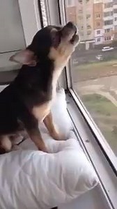 153K views · 1.3K reactions | Chihuahua howling like a wolf | BuzzSharer Chihuahuas | Facebook
