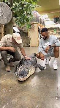 Walking With A Huge 9Ft American Alligator! 🐊🤩 #reptilezoo #americanalligator #reptiles
