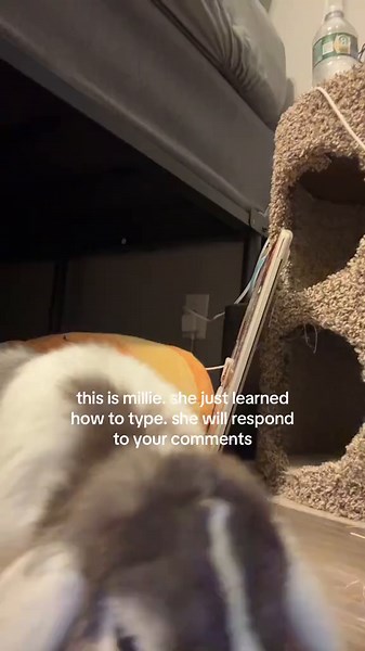 Cute Bunny Moments: Meet Millie the Typing Rabbit