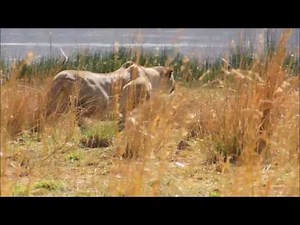 Lion kill Zebra in Pilanesberg National Park