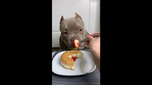 Funny Dog Enjoys Donuts And Strawberries