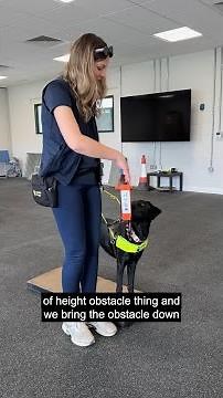 Ever wondered what the hardest skills to teach guide dogs are? 🦮 #GuideDogs #Academy #Shorts