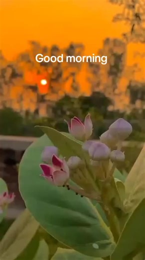 HAIDER BHATTI (@haider.bhatti54)’s videos with original sound - HAIDER BHATTI