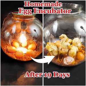 Incubator for chicken eggs || How to hatch a chicken egg in Fish Aquarium at home | Ashik Muztaba