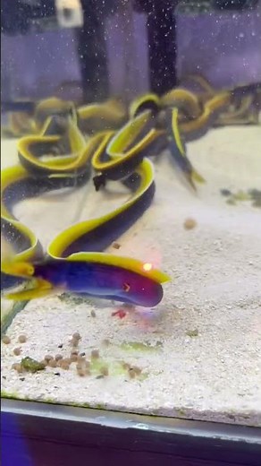 Blue ribbon eel (saltwater fish)