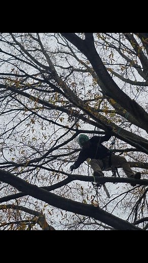 Crown elevation and dead wood cleanout on this large Quercus phellos in Yorktown today! | Apex Tree Solutions LLC | Facebook