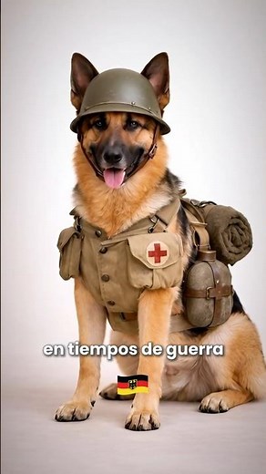 El Perro Soldado de Alemania 🇩🇪 | Pastor Alemán