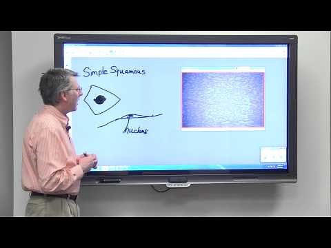 Simple Squamous Epithelial