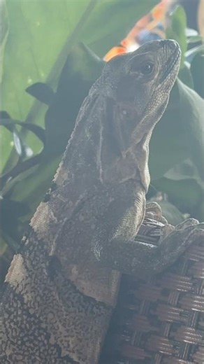 brown basilisk #nature #travel #lizard #costarica