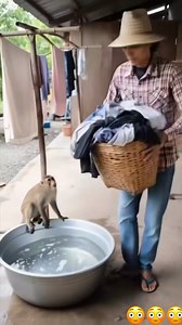 Galing maglaba ni monkey 😳😳🤣 | George Bonzo